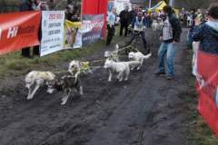 i_midzynarodwe_wycigi_psich_zaprzgaw_11_20130508_1172683859