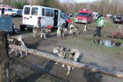 i_midzynarodwe_wycigi_psich_zaprzgaw_12_20130508_1221186440