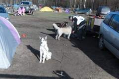 i_midzynarodwe_wycigi_psich_zaprzgaw_13_20130508_1600244263