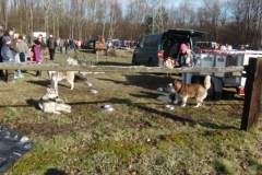 i_midzynarodwe_wycigi_psich_zaprzgaw_22_20130508_1212621923