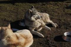 i_midzynarodwe_wycigi_psich_zaprzgaw_26_20130508_1102798221