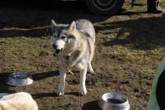i_midzynarodwe_wycigi_psich_zaprzgaw_28_20130508_1507932113