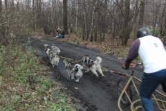 i_midzynarodwe_wycigi_psich_zaprzgaw_35_20130508_1388870527
