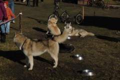 i_midzynarodwe_wycigi_psich_zaprzgaw_3_20130508_1582125000