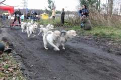 i_midzynarodwe_wycigi_psich_zaprzgaw_4_20130508_1285751926